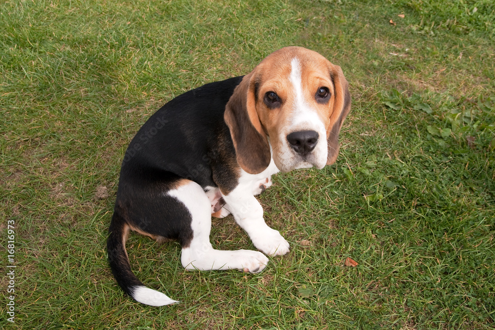 Young Beagle Puppy Young Beagle Puppy