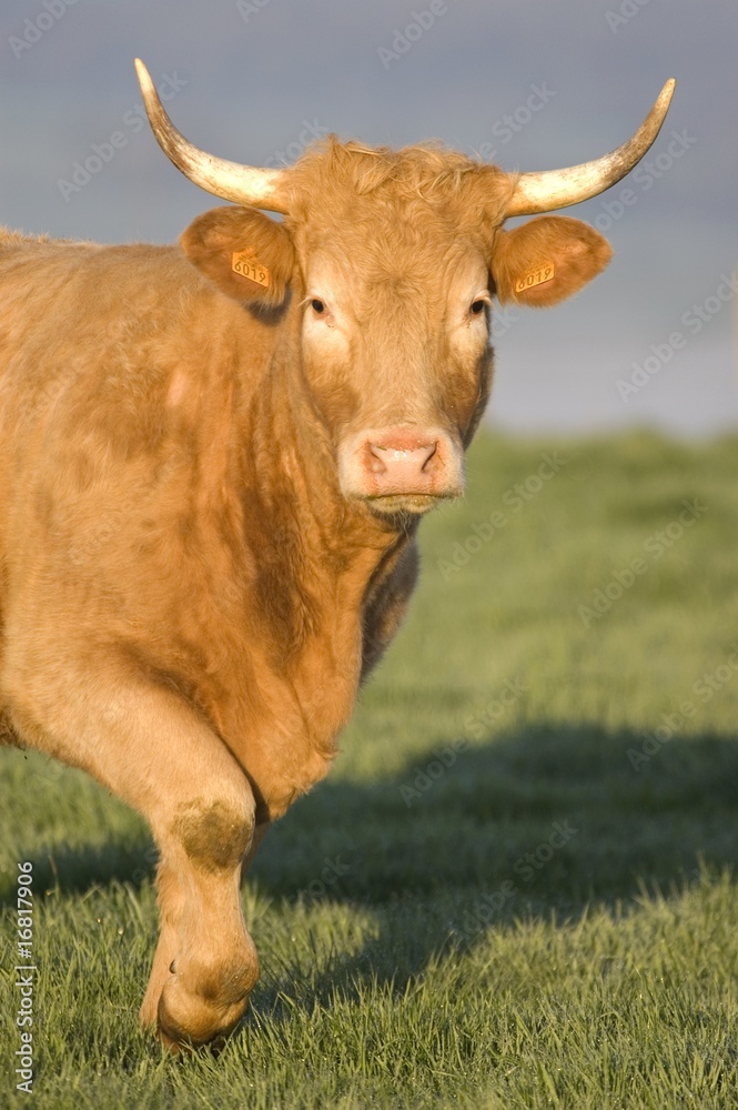 vache en pâture vache en pâture