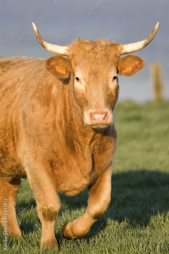 vache en pâture vache en pâture