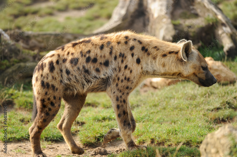 Obraz premium Zoo 43