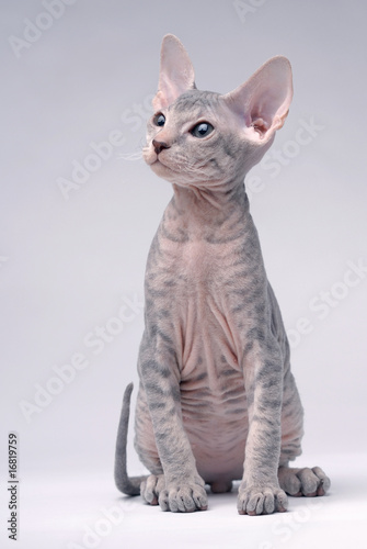 Canvastavla Gray Peterbald cat, Oriental Shorthair