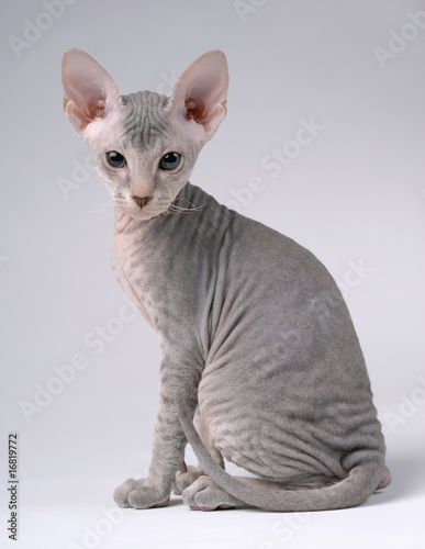Gray Peterbald cat, Oriental Shorthair