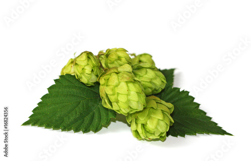 Hopfen