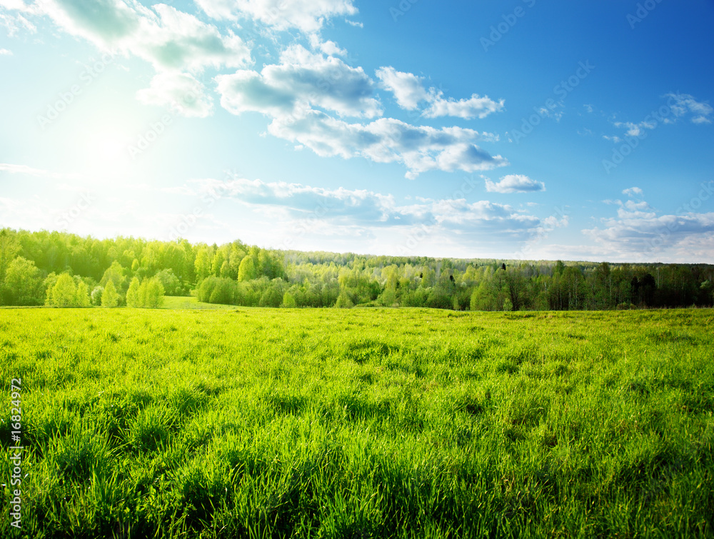 Obraz premium sunset in spring forest