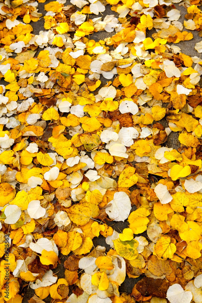 Ground Leafs Ground Leafs