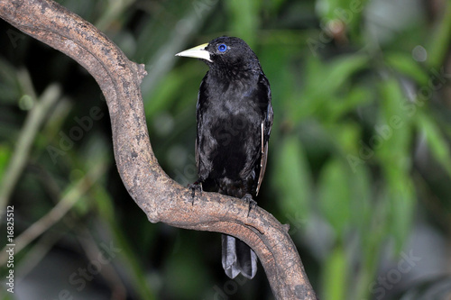 yellow rumped cacique photo