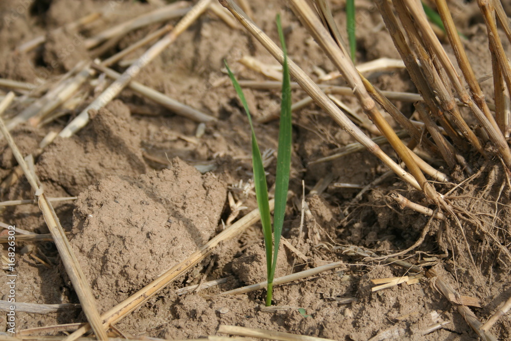Feld mit Stoppeln Feld mit Stoppeln