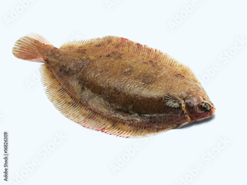 lemon sole (Rotzunge) photo