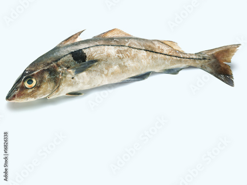 Quadro su tela Haddock (Schellfisch)