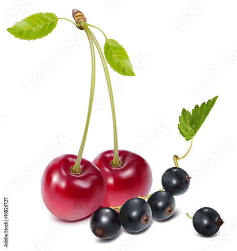 Vector. Ripe cherries with black currants.