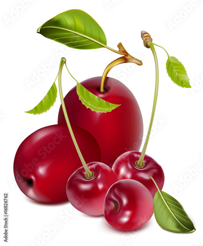Vector. Ripe plums with cherries.
