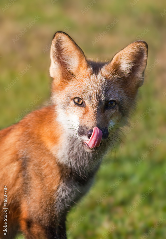 Fototapeta premium Immature red fox (Vulpes vulpes)
