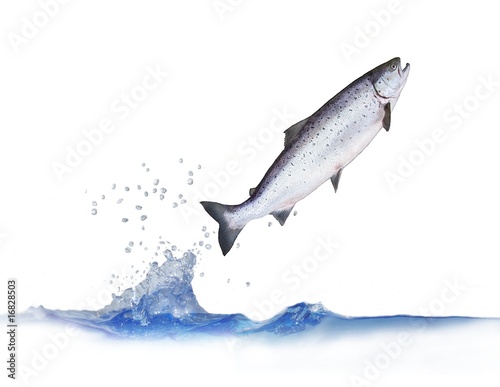 jumping out from water salmon