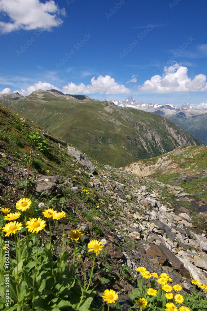 swiss mountain landscpae with flowers