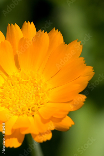 calendula