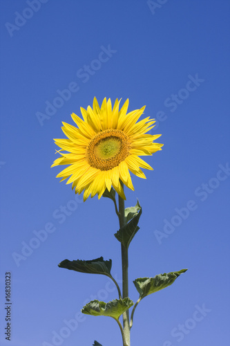 sunflower during a sunny day