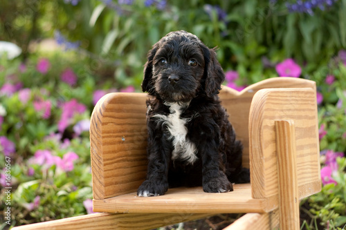 Black and White Cockapoo Sitting Alert in Wheelbarrow photo