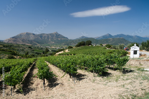 vineyard and cloud