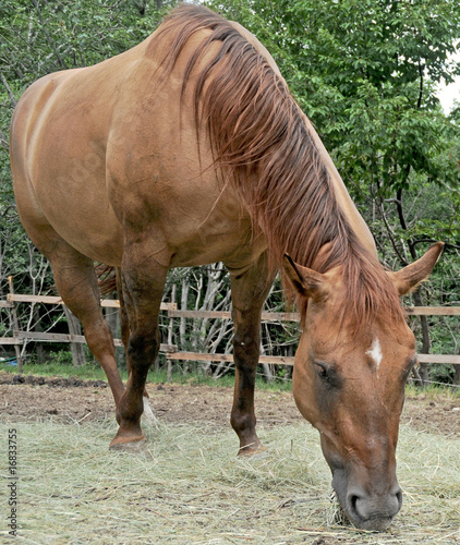 female horse photo