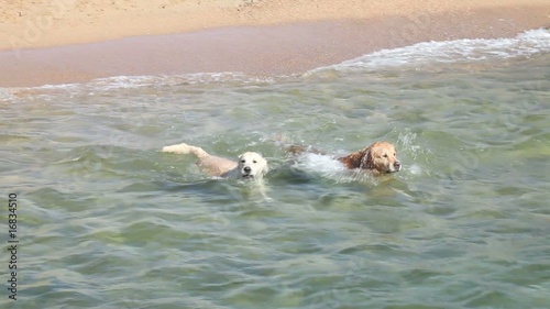 Young girl playing on the beach with her dogs