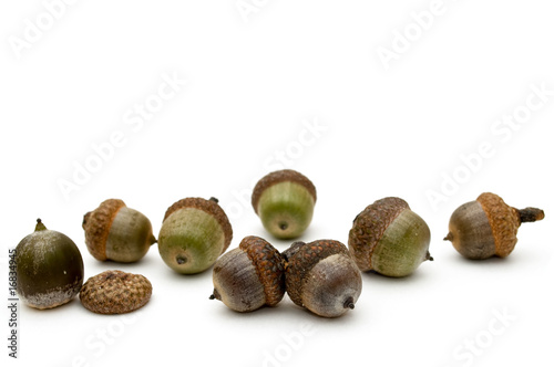 Acorns.