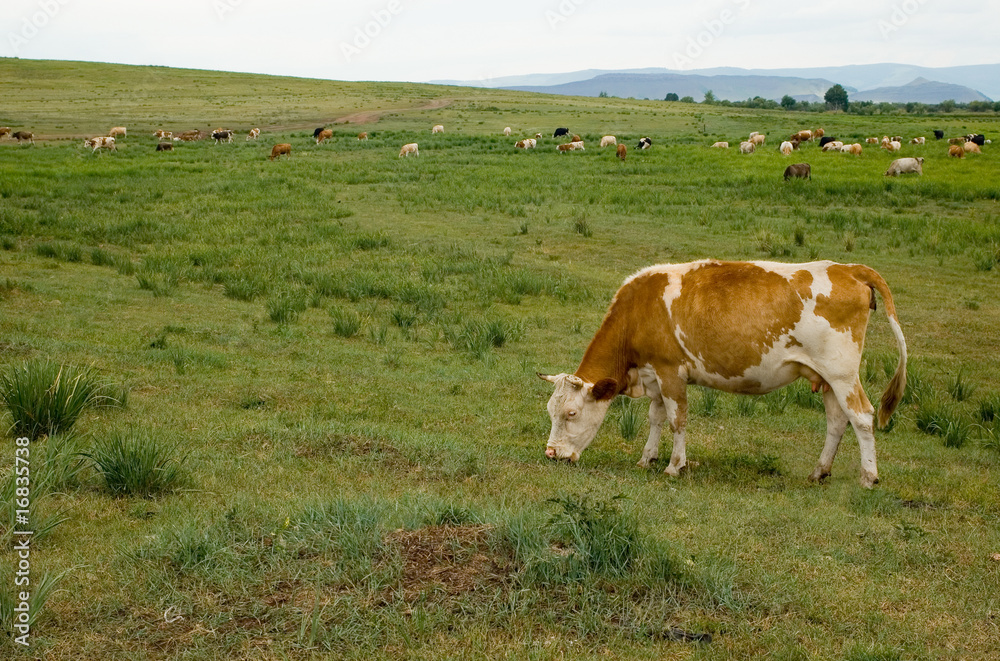 COW ON A MEADOW