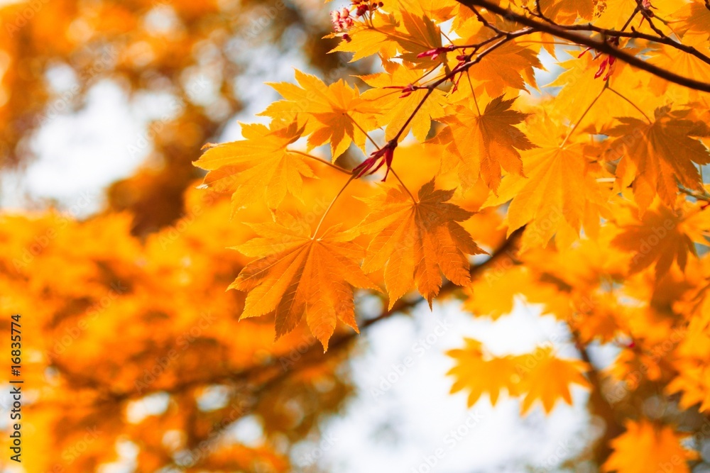 Autumn, yellow leaves