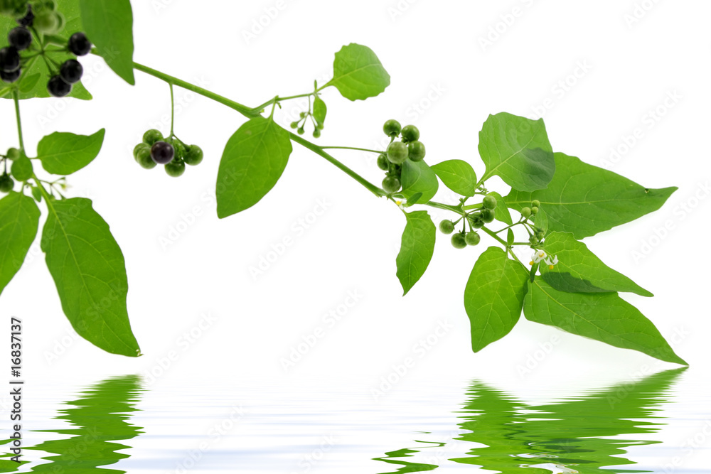 Solanum nigrum, légume, plante médicinale ou poison Stock Photo | Adobe  Stock