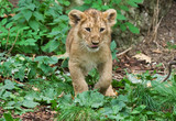 cute baby lion