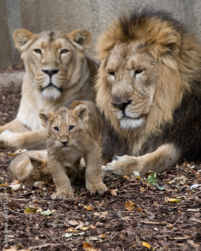 family of lion