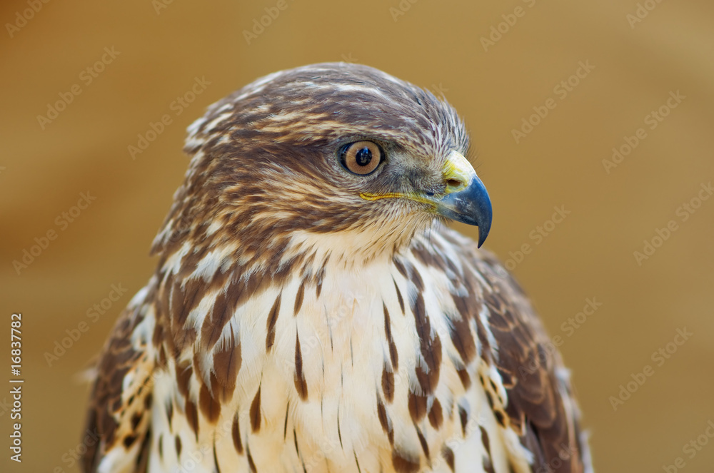falcon falcon