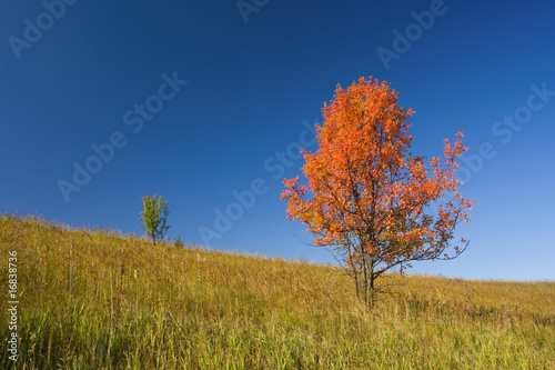 tree with bright red crown against blue sky