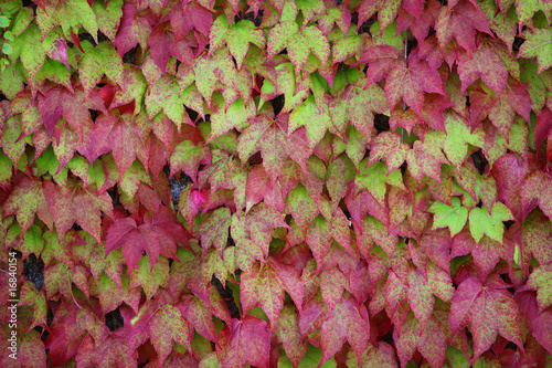 Ivy background (2) photo