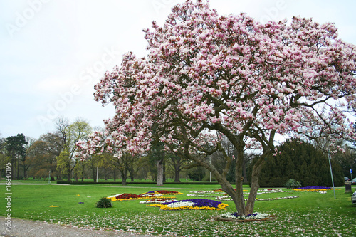 Magnolie im Herrenkrugpark photo