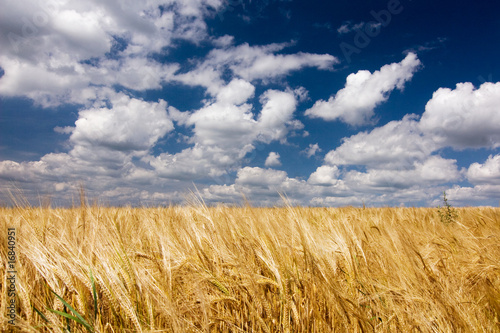 Grain against blue sky with amazing white clouds