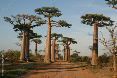 Obraz na plátně Allée des Baobabs