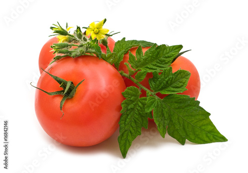 bio fresh tomatoes on white background