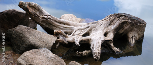 Baumstumpf im See