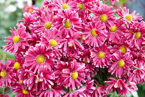 Field of dark pink chrysanthemums.