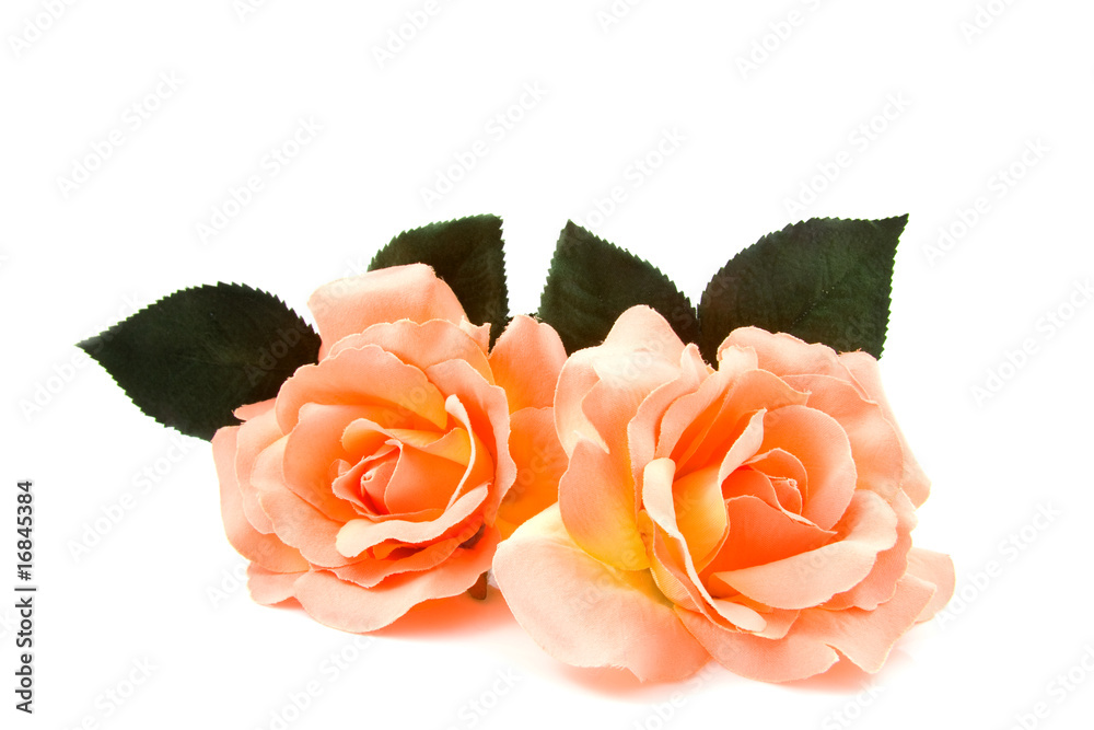 Fototapeta premium Silk orange roses over white background