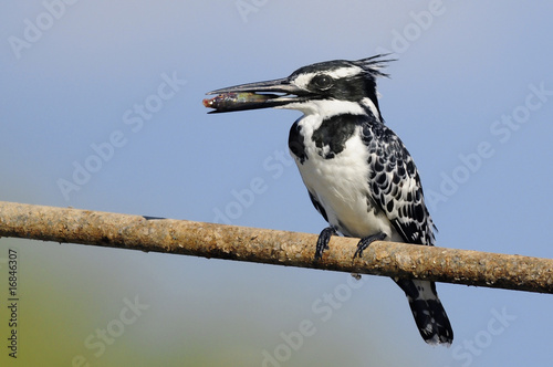 Pied Kingfisher (Ceryle rudis) with fish