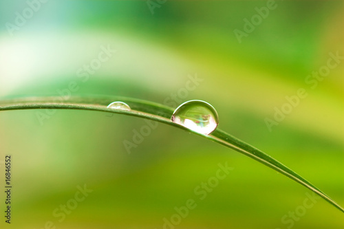 water drops in plant
