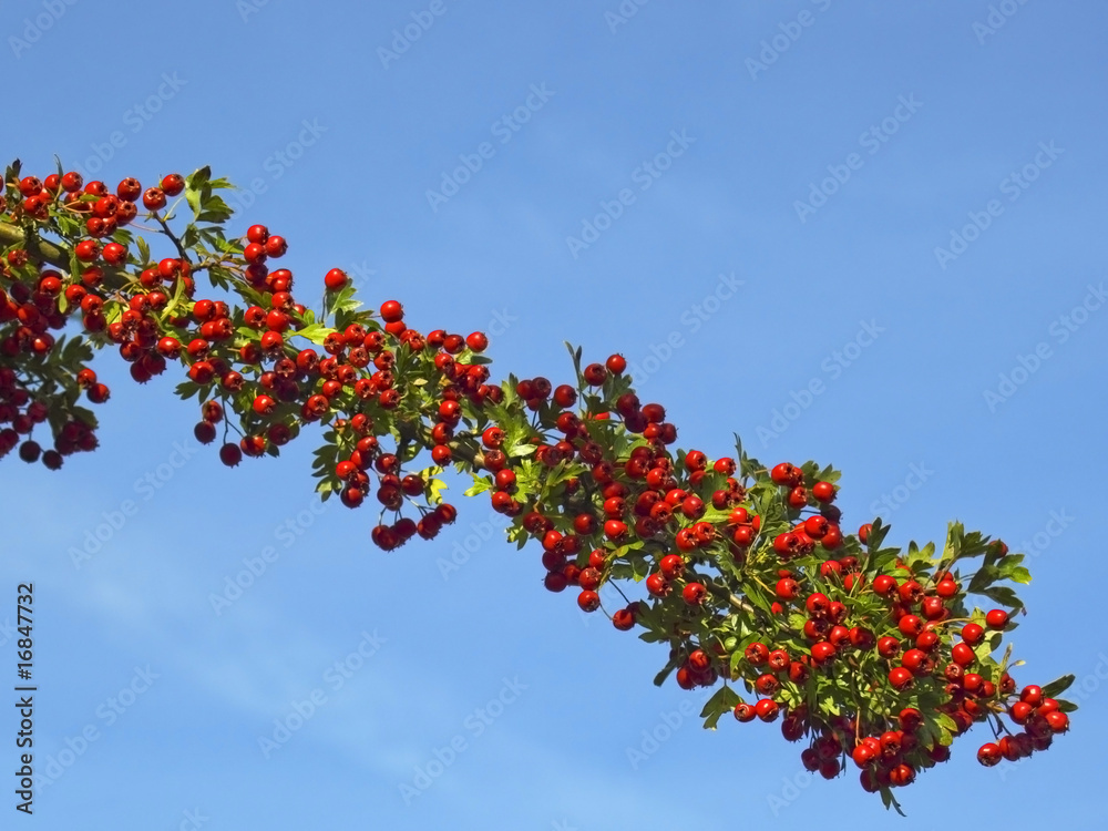 hawthorn berries