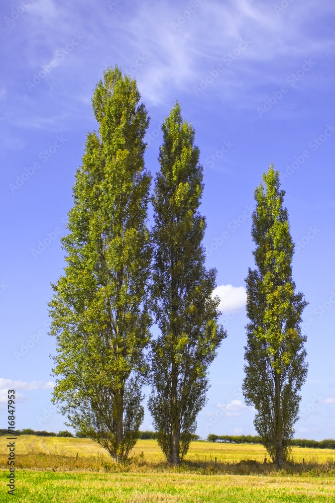 Fototapeta premium poplar trees 2