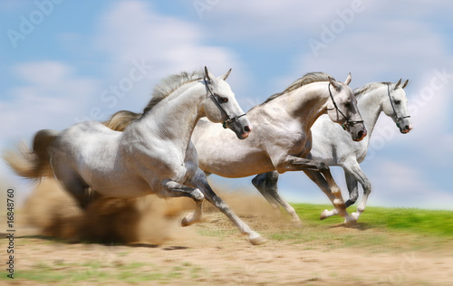 three stallion runnig fast