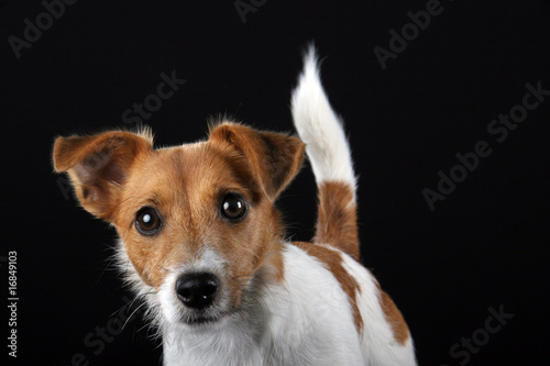 Jack Russel Terrier Hund