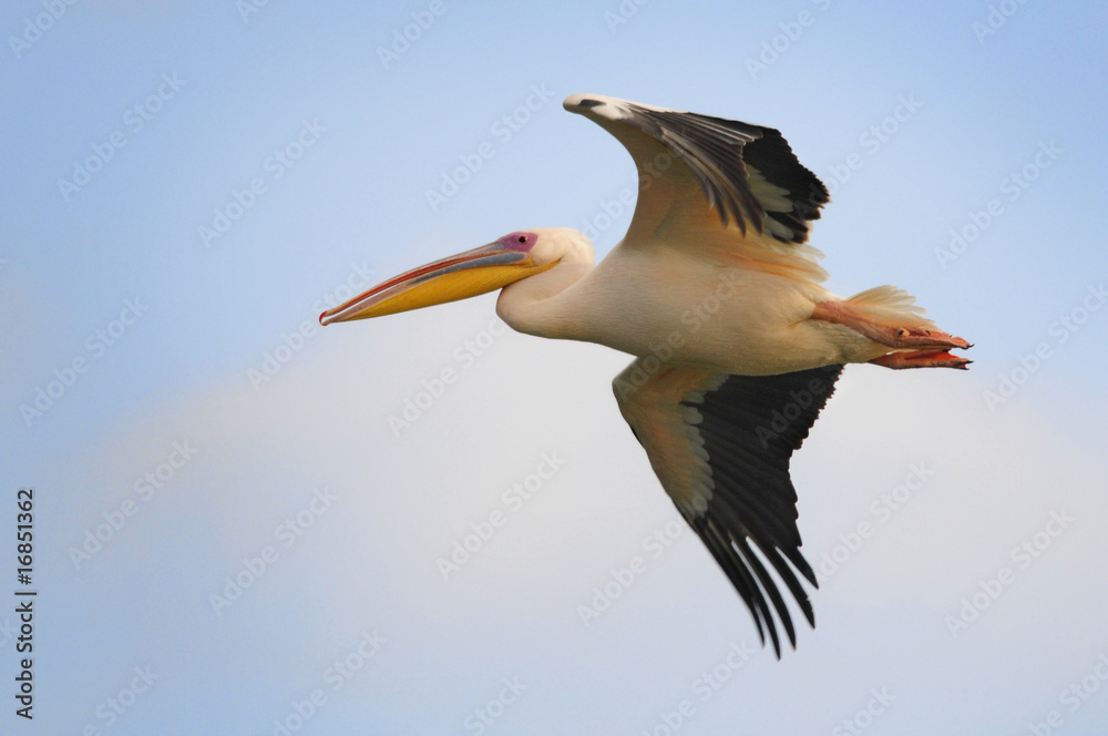 Obraz premium Great White Pelican (Pelecanus onocrotalus) in flight