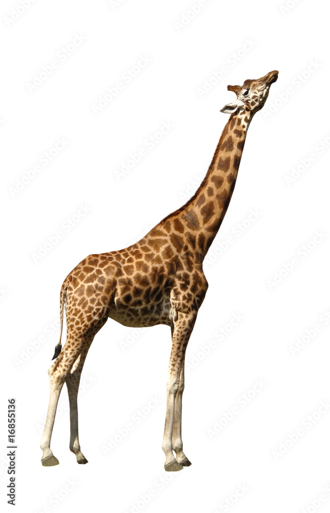 Giraffe isolated on white