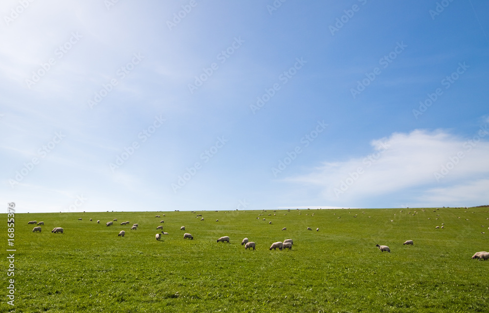 Obraz premium Sheep grazing an open field