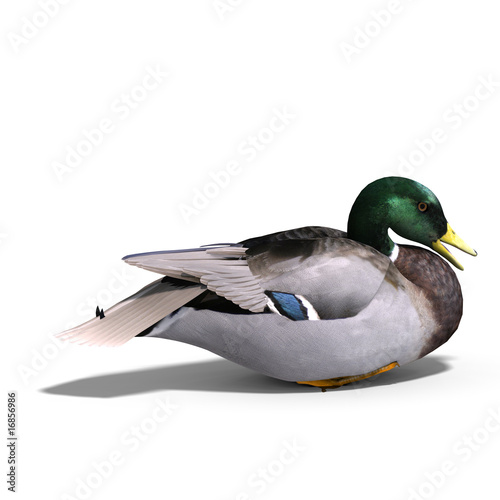 male duck mallard sitting photo